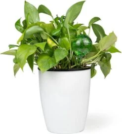 Merkloos Decopatent® 4 Stuks - Waterdruppelaar Voor Planten - Watergever - Glas - Waterbollen - Watergeefsysteem - Plantenbollen - Groen 15 Merkloos Decopatent® 4 Stuks - Waterdruppelaar Voor Planten - Watergever - Glas - Waterbollen - Watergeefsysteem - Plantenbollen - Groen -Tuingereedschaps Winkel 1091x1200 3