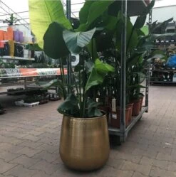 Gina Da Bloempot Karakter Goud - XL 7 Gina Da Bloempot Karakter Goud - XL -Tuingereedschaps Winkel 1191x1200 6