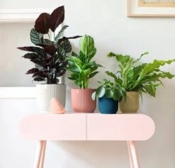 Elho Vibes Fold Rond 25 - Bloempot Voor Binnen - Ø 25.0 X H 23.0 Cm - Delicaat Roze -Tuingereedschaps Winkel 1200x1149 2