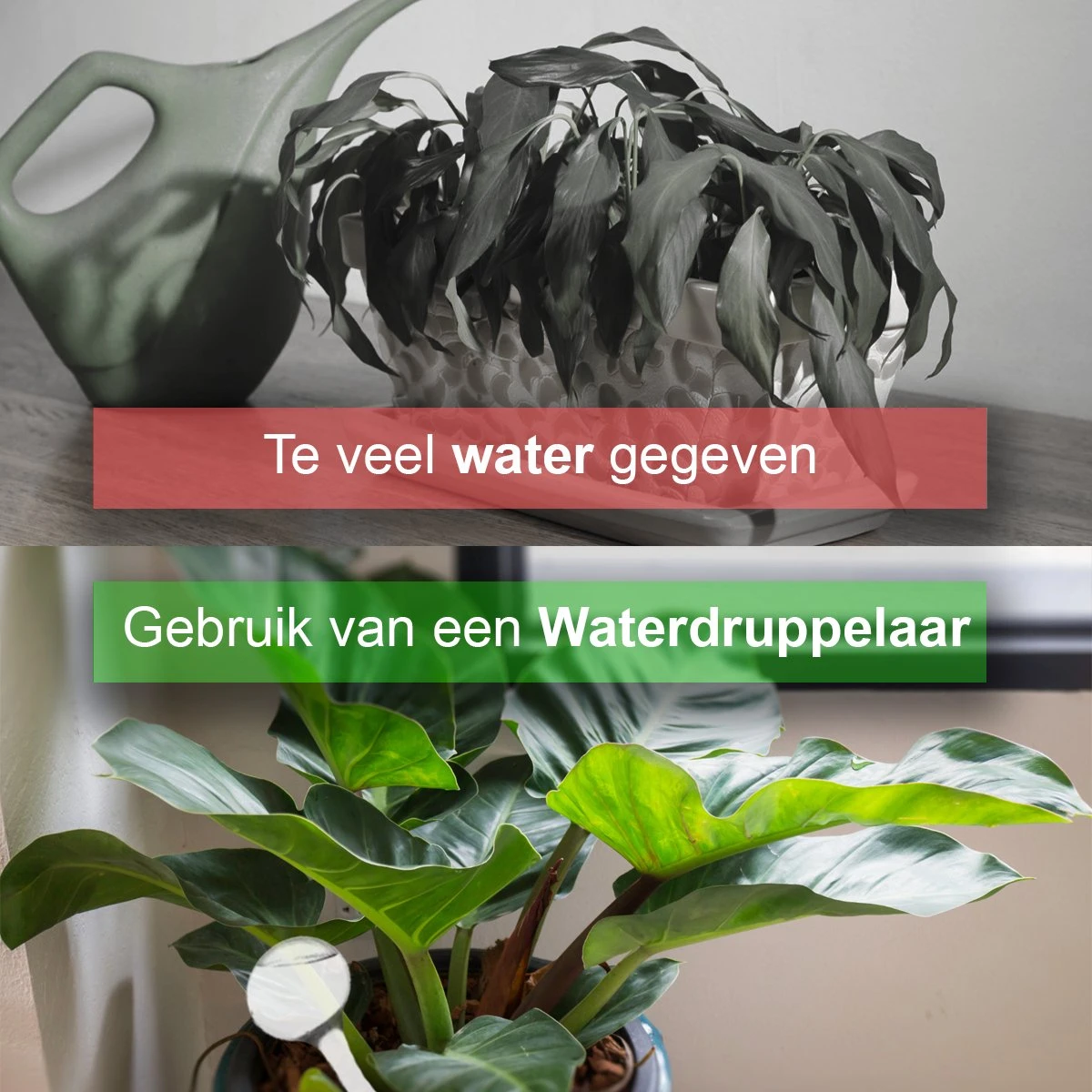 Waterdruppelaar Set Van 12 Stuks - Waterdruppelaar Voor Planten - Watergeefsysteem - Waterbol Irrigatiesysteem - Automatisch Druppelsysteem Voor Kamerplanten & Tuin - Watergever - Transparant - 15cm 6 Waterdruppelaar Set Van 12 Stuks - Waterdruppelaar Voor Planten - Watergeefsysteem - Waterbol Irrigatiesysteem - Automatisch Druppelsysteem Voor Kamerplanten & Tuin - Watergever - Transparant - 15cm - Afbeelding 6
