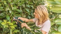 Bosch EasyPrune Accu Snoeischaar - 3.6 V Accu - USB 14 Bosch EasyPrune Accu Snoeischaar - 3.6 V Accu - USB -Tuingereedschaps Winkel 1200x675 2