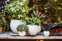 Capi Europe - Set Van 3 - Bloempot Binnen - Rib Ivoor 7 Capi Europe - Set Van 3 - Bloempot Binnen - Rib Ivoor -Tuingereedschaps Winkel 1200x799 209