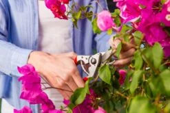 Felco 14 Snoeischaar | Ergonomisch | Voor Kleine Handen -Tuingereedschaps Winkel 1200x800 1