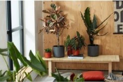 Elho B.for Soft Rond 35 - Bloempot Voor Binnen - Ø 34.5 X H 32.3 Cm - Antraciet -Tuingereedschaps Winkel 1200x807 4