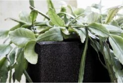 Capi Europe - Bloempot Vierkant Smooth NL - 30x30x30 - Zwart - Voor Binnen En Buiten - KBL902 -Tuingereedschaps Winkel 1200x813 8