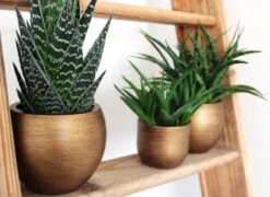 Capi Europe - Bloempot Bol Retro - 23x21 - Goud - Bloempot Voor Binnen - BRTG134 -Tuingereedschaps Winkel 1200x876 4