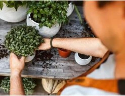 Capi Europe - Set Van 3 - Bloempot Binnen - Rib Ivoor 9 Capi Europe - Set Van 3 - Bloempot Binnen - Rib Ivoor -Tuingereedschaps Winkel 1200x930 2