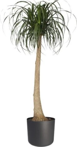 Elho B.for Soft Rond 35 - Bloempot Voor Binnen - Ø 34.5 X H 32.3 Cm - Antraciet -Tuingereedschaps Winkel 627x1200 1