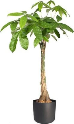 Elho B.for Soft Rond 22 - Bloempot Voor Binnen - Ø 22.3 X H 20.4 Cm - Zwart/Antraciet -Tuingereedschaps Winkel 714x1200 2