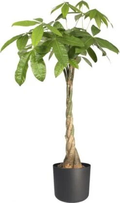 Elho B.for Soft Rond 35 - Bloempot Voor Binnen - Ø 34.5 X H 32.3 Cm - Antraciet -Tuingereedschaps Winkel 714x1200