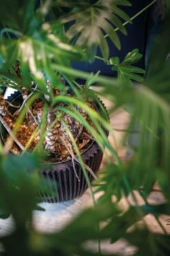 Capi Europe - Bloempot Bol Groove NL - 43x41 - Zwart - Voor Binnen En Buiten - KGVBL933 6 Capi Europe - Bloempot Bol Groove NL - 43x41 - Zwart - Voor Binnen En Buiten - KGVBL933 -Tuingereedschaps Winkel 799x1200 82