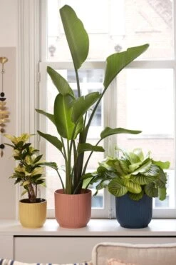 Elho Vibes Fold Rond 25 - Bloempot Voor Binnen - Ø 25.0 X H 23.0 Cm - Delicaat Roze -Tuingereedschaps Winkel 800x1200 111