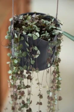 Elho B.for Swing 18 Hangpot - Bloempot Voor Binnen - Ø 18.0 X H 16.5 Cm - Zwart/Antraciet -Tuingereedschaps Winkel 800x1200 122