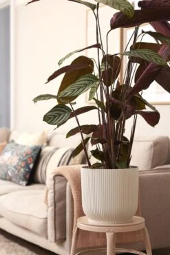 Elho Vibes Fold Rond Wielen 35 - Bloempot Voor Binnen - Ø 34.9 X H 32.4 Cm - Zijdewit -Tuingereedschaps Winkel 800x1200 130