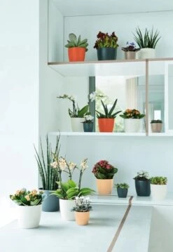 Elho B.for Soft Rond 35 - Bloempot Voor Binnen - Ø 34.5 X H 32.3 Cm - Antraciet -Tuingereedschaps Winkel 825x1200 13