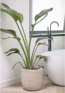 Capi Europe - Bloempot Bol Waste Rib NL - 35x34 - Terrazzo Beige - Voor Binnen En Buiten - KTBR932 -Tuingereedschaps Winkel 837x1200 4