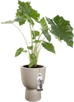 Elho Pure Coupe 35 - Bloempot Voor Binnen & Buiten - Ø 34.9 X H 49.0 Cm - Beige/Balanced Beige -Tuingereedschaps Winkel 880x1200 2