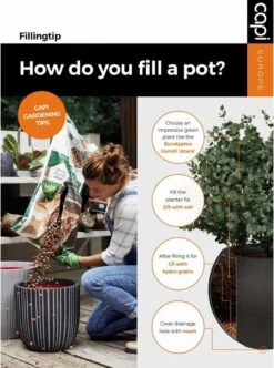 Capi Europe - Bloempot Vierkant Smooth NL - 30x30x30 - Zwart - Voor Binnen En Buiten - KBL902 -Tuingereedschaps Winkel 892x1200 1