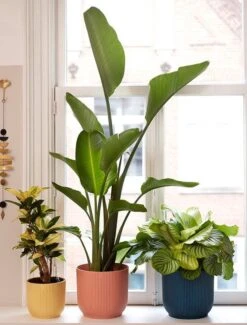 Elho Vibes Fold Rond 25 - Bloempot Voor Binnen - Ø 25.0 X H 23.0 Cm - Delicaat Roze -Tuingereedschaps Winkel 911x1200